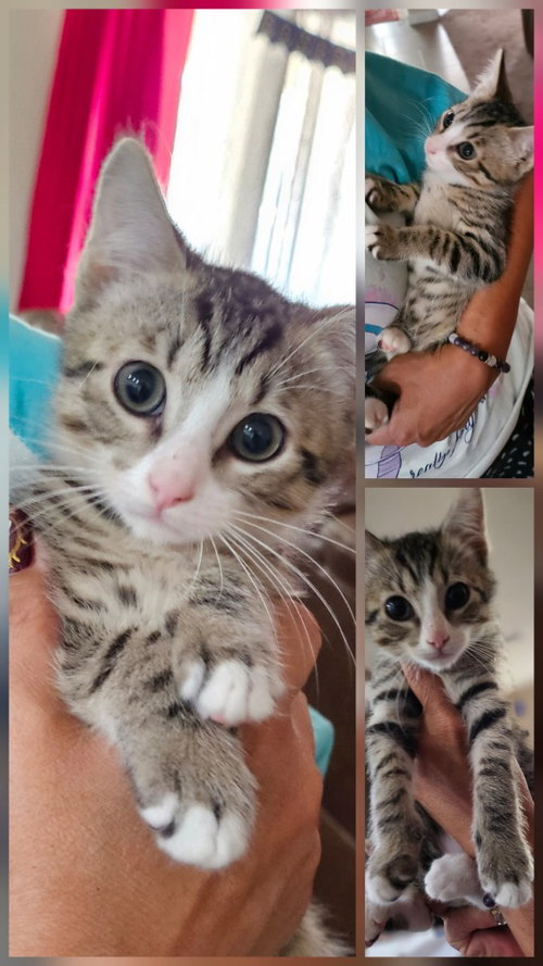 Jellybean, a male Tabby kitten up for adoption