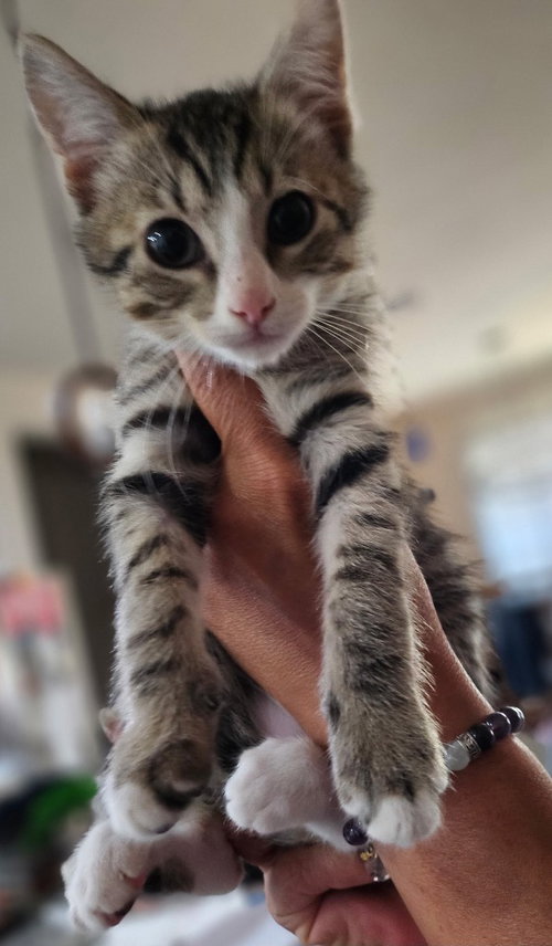 Jellybean, photo 2