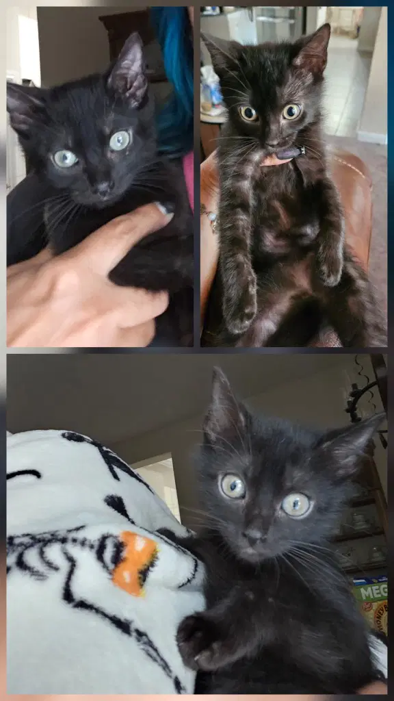 Tiger Lilly - Domestic Short Hair