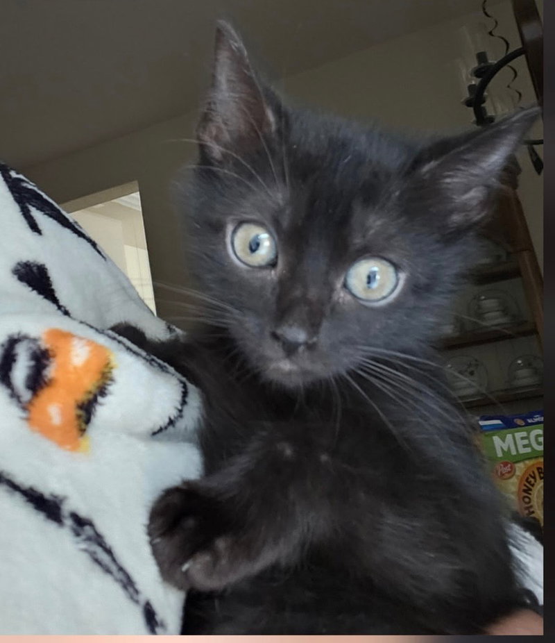 Tiger Lilly, photo 2