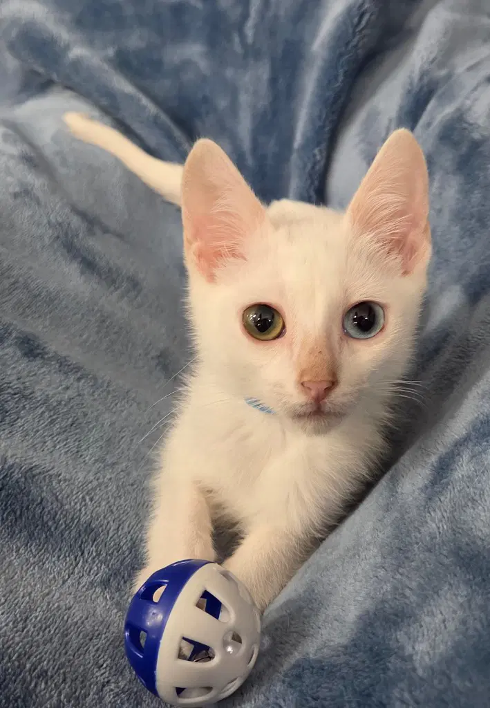 Emmett - Domestic Short Hair