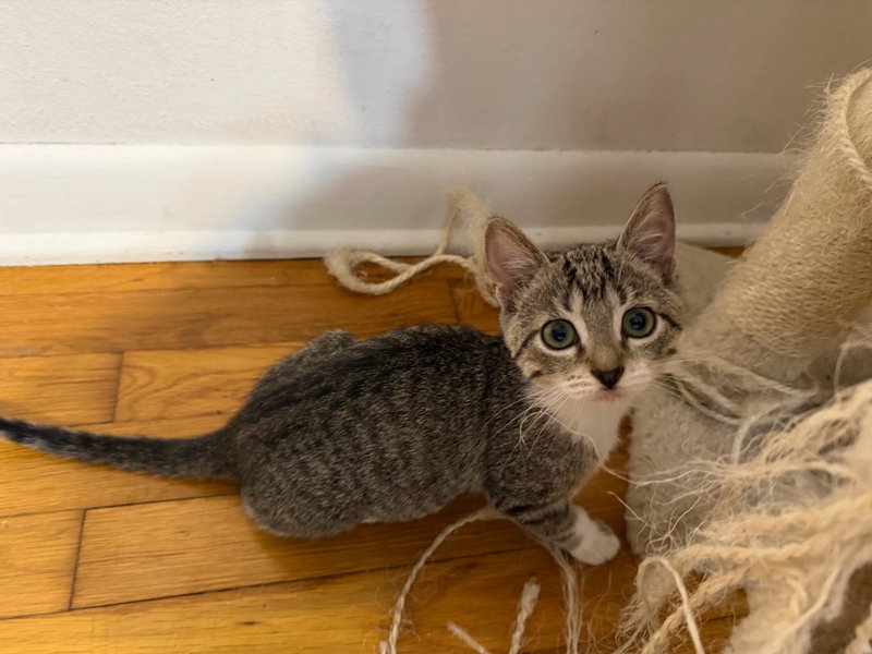 Grenda, a female Tabby kitten up for adoption