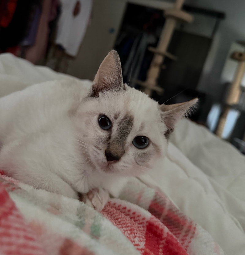 Snowball, photo 2