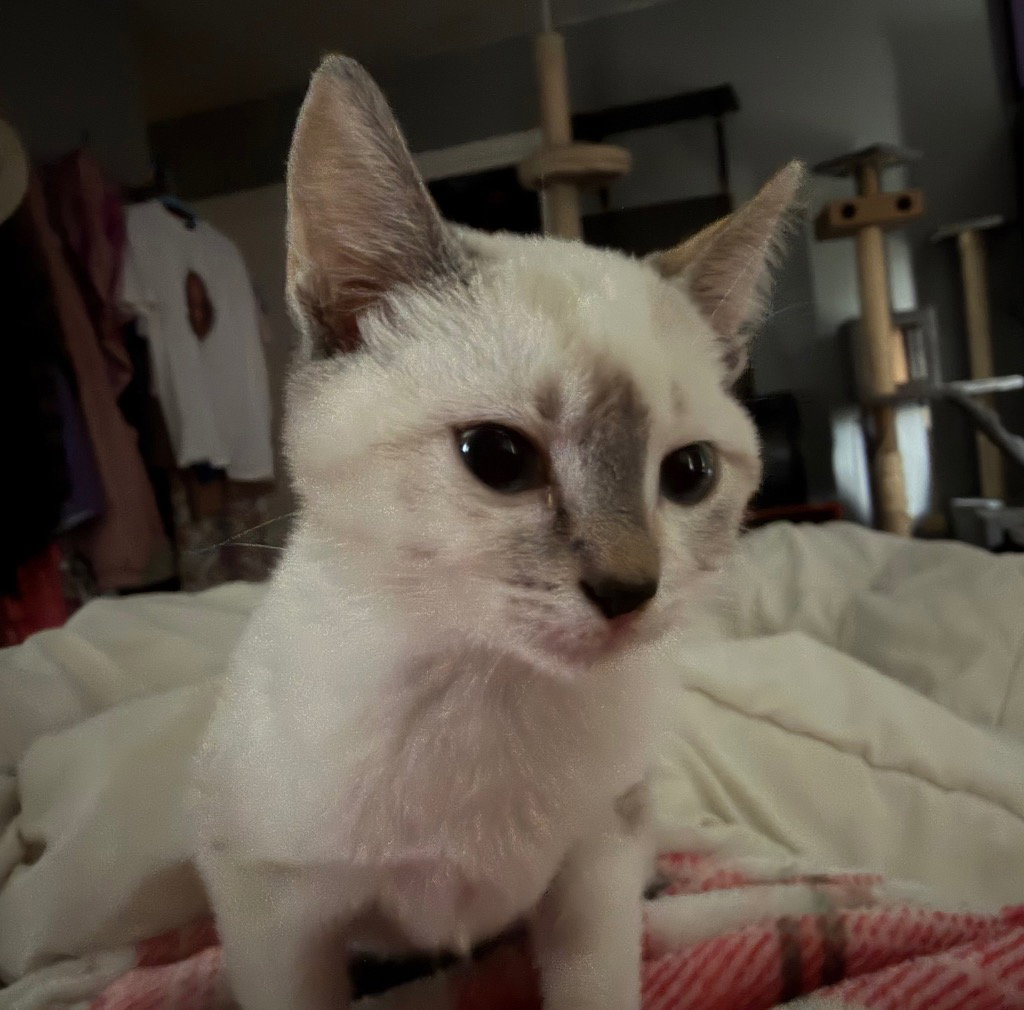 Snowball, photo 3