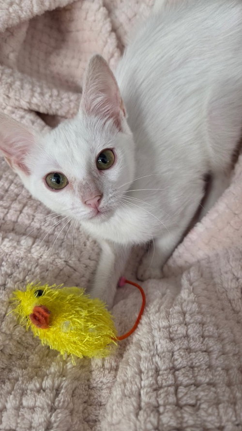 Esme, a female kitten up for adoption