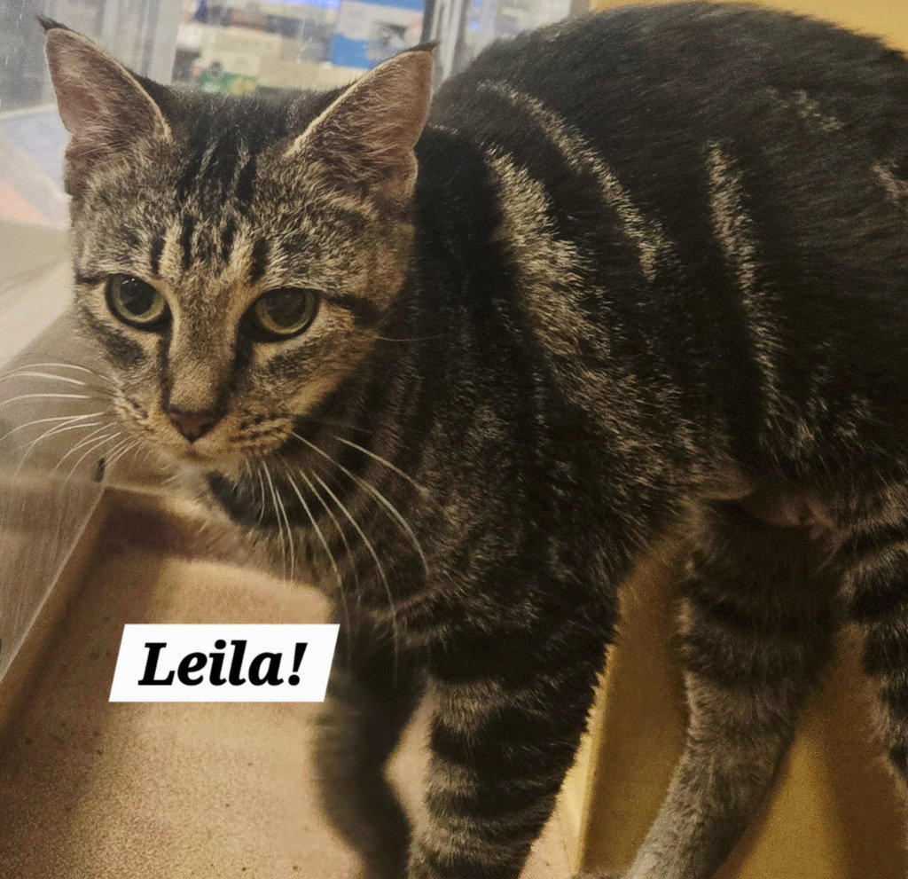 Leila