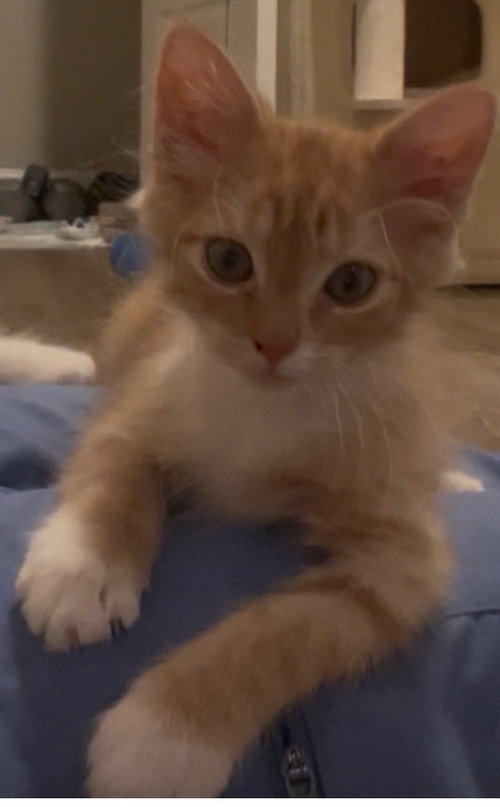 Jerry, a male kitten up for adoption