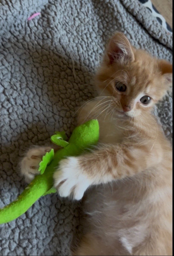 Jerry, photo 2