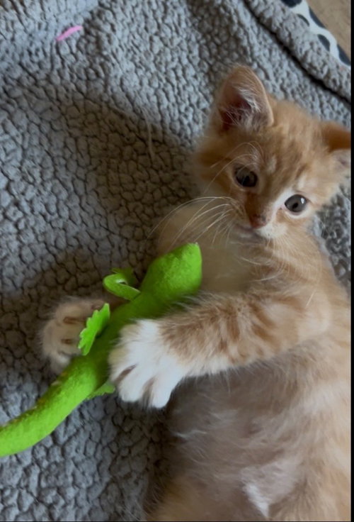 Jerry, photo 2