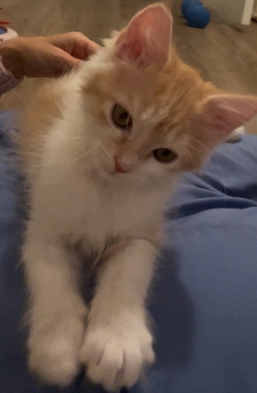 Nicky, a female kitten up for adoption