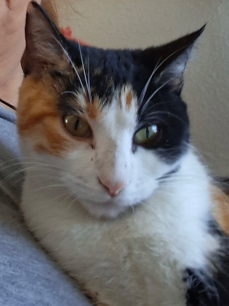 Cali