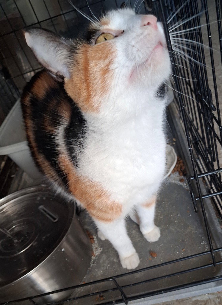 Cali, photo 3