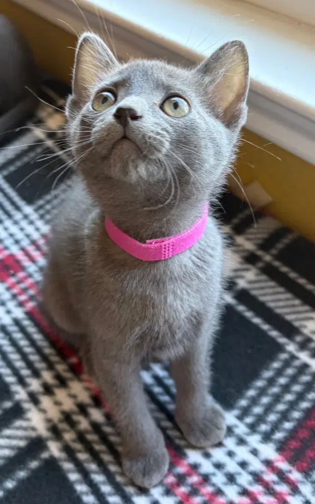 Duchess - Domestic Short Hair