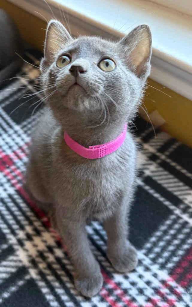 Duchess