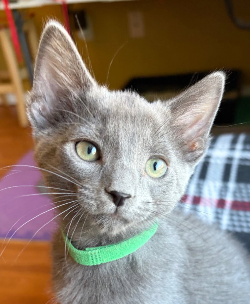 Dexter, a male Russian Blue kitten up for adoption
