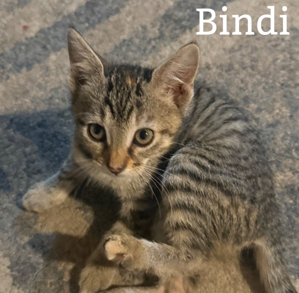 Bindi, photo 2