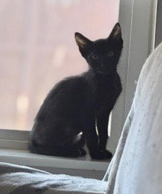 Dr Pepper, a male Tabby kitten up for adoption