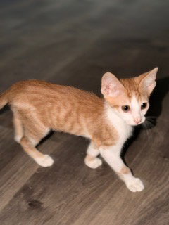 Fanta, a male Tabby kitten up for adoption