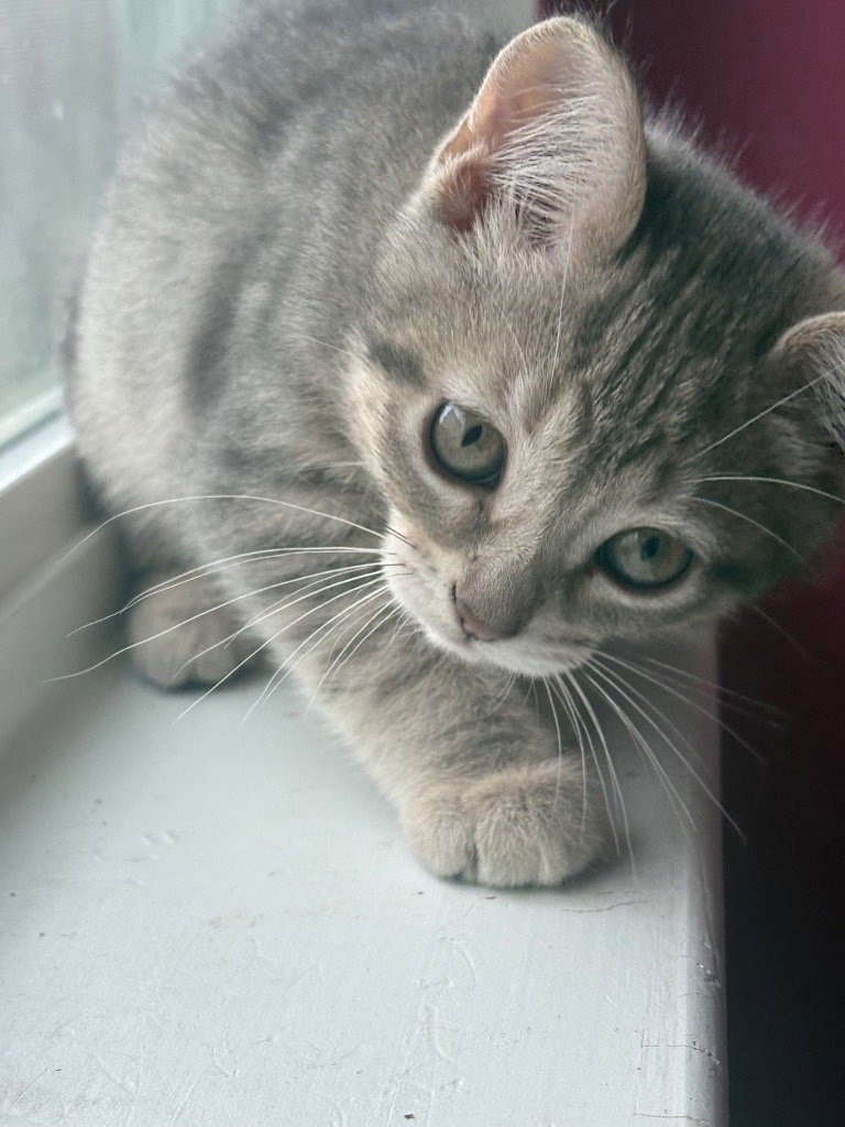 Clover, photo 2