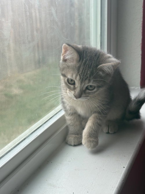 Clover, photo 3