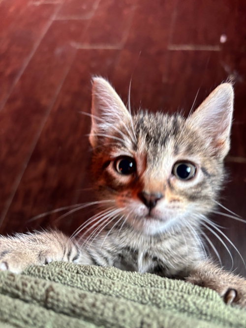 Baby, a female Tabby kitten up for adoption