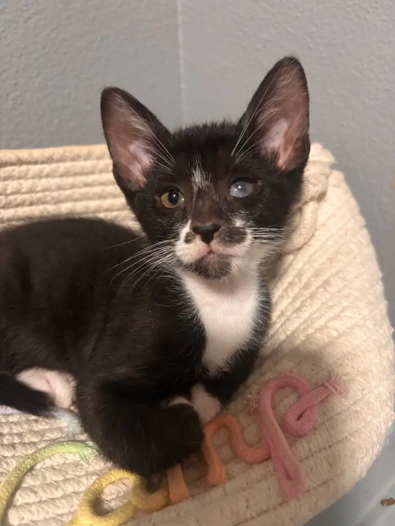 David - Bombay