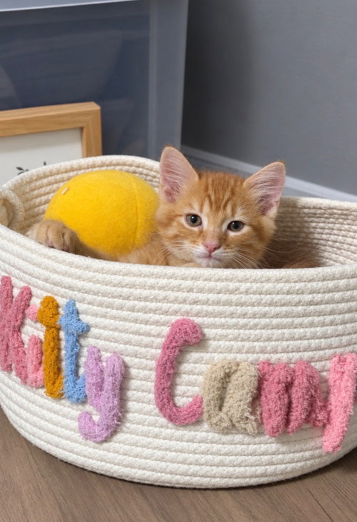 Biscuit, a male Tabby kitten up for adoption