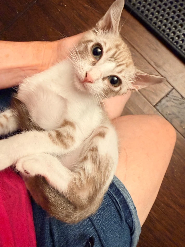 Vanilla Bean