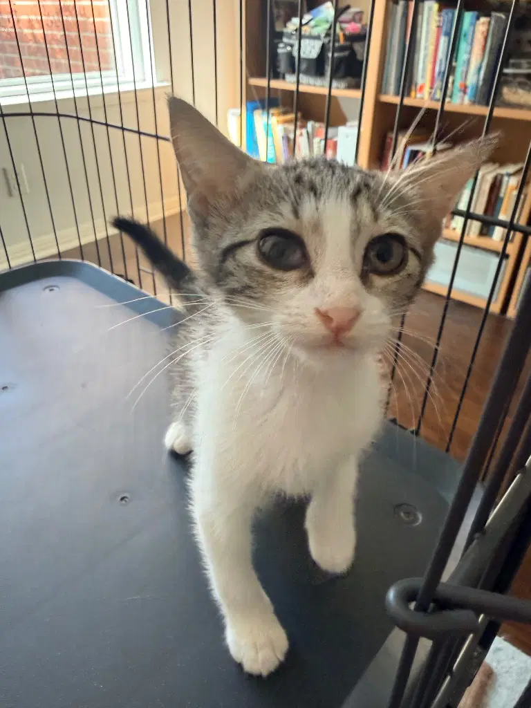 Marble - Tabby