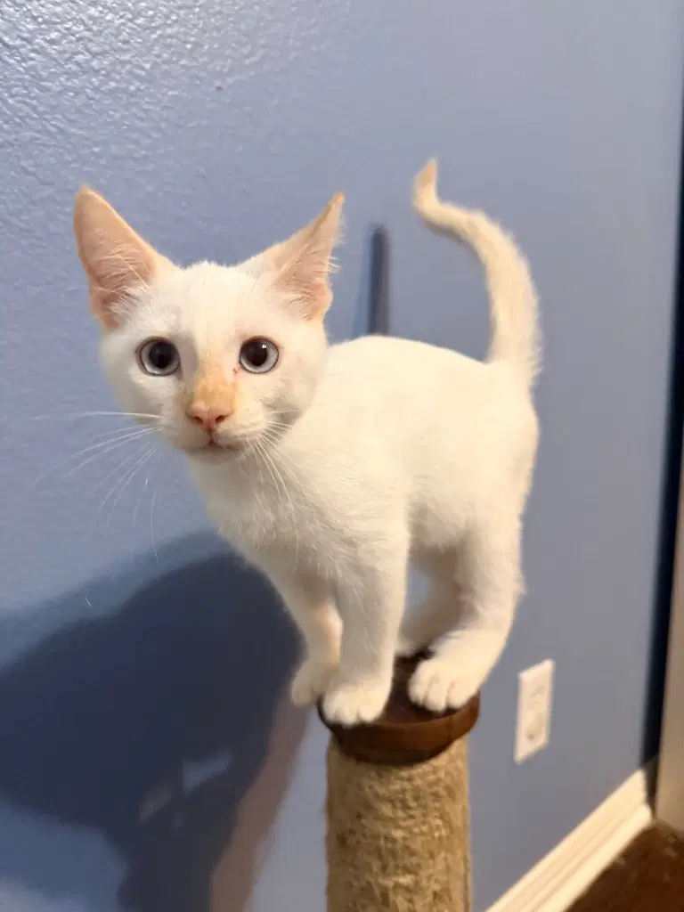 Lumi - Siamese