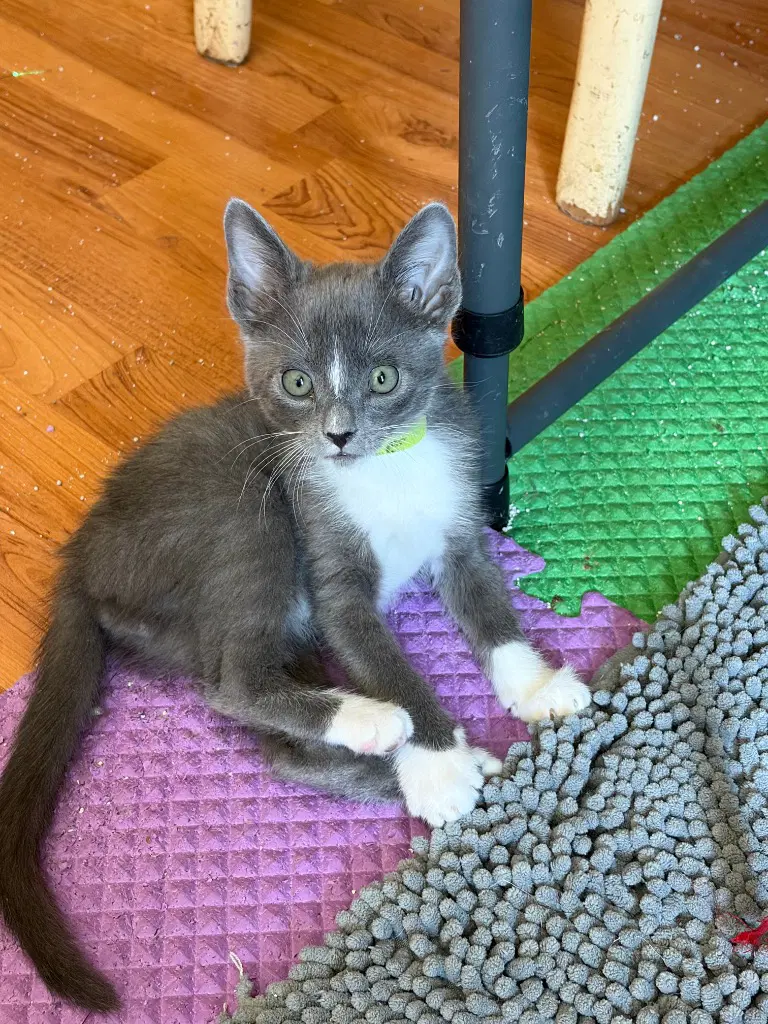 Dale - Russian Blue