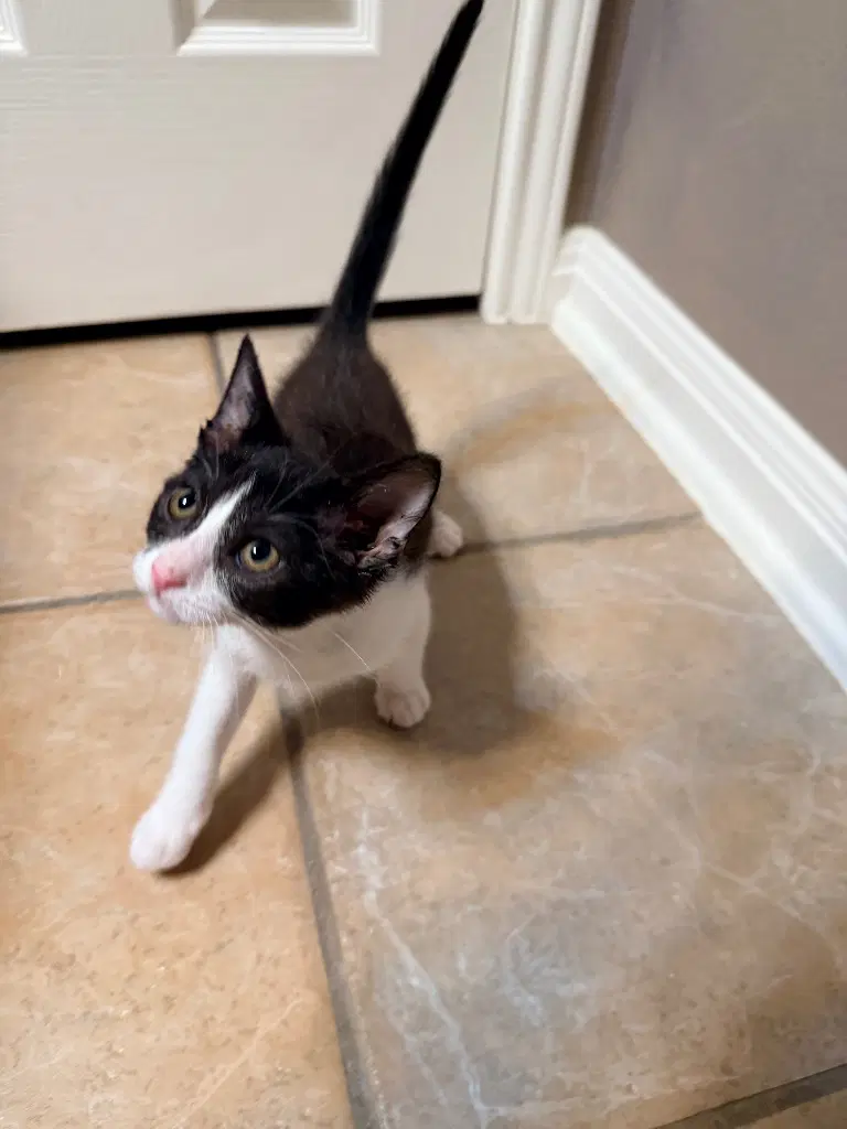 Tay - Tabby