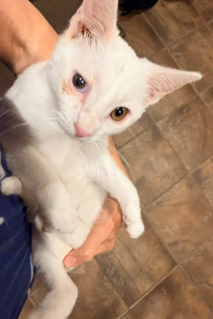 Snowy - Tabby