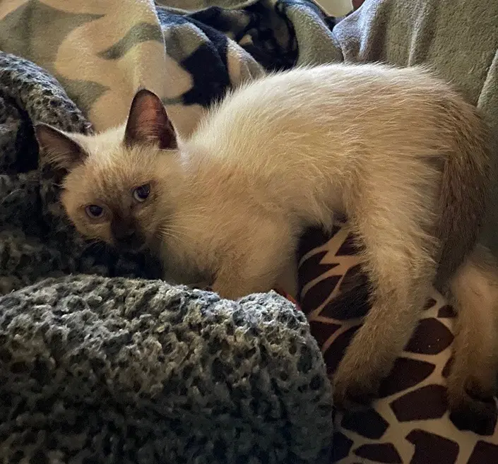 Sally - Siamese