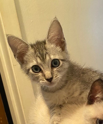 Sam, photo 4