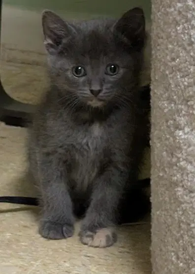 Froyo - Domestic Short Hair