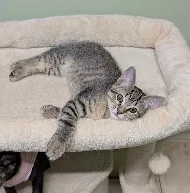 Donut - Tabby