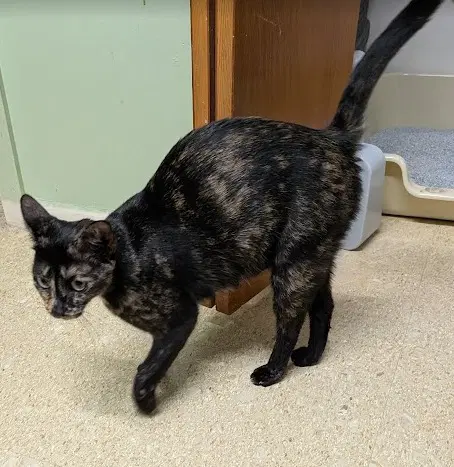 Cupcake - Domestic Short Hair