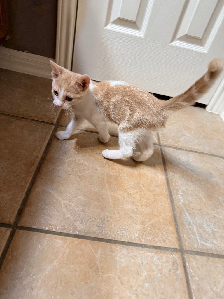 Mr Jax, photo 2