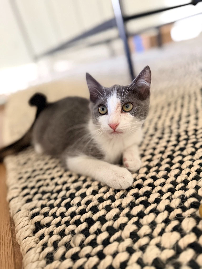 Cleo
