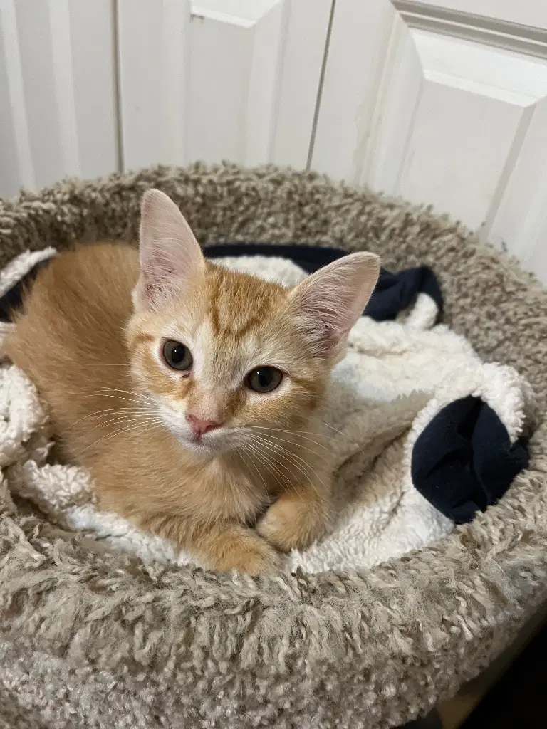 Orange - Tabby
