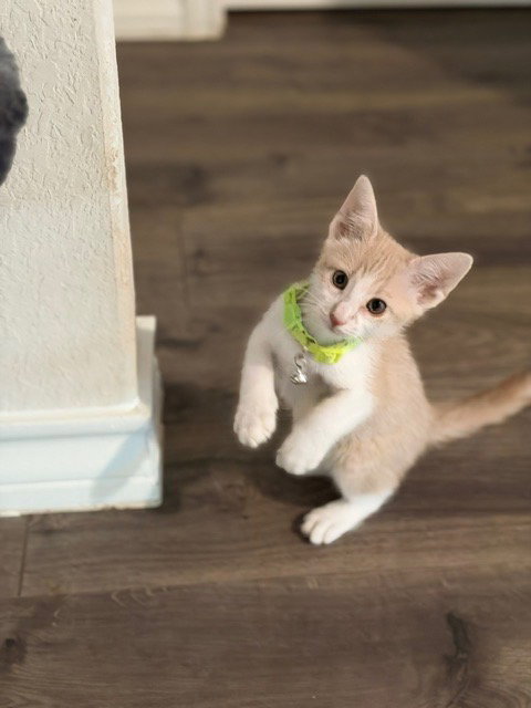 Luca