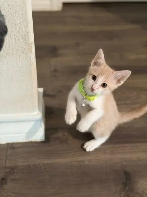 Luca - Tabby