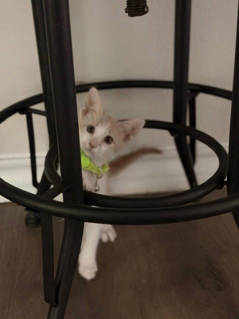 Luca, photo 2