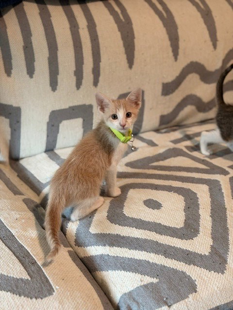 Luca, photo 3