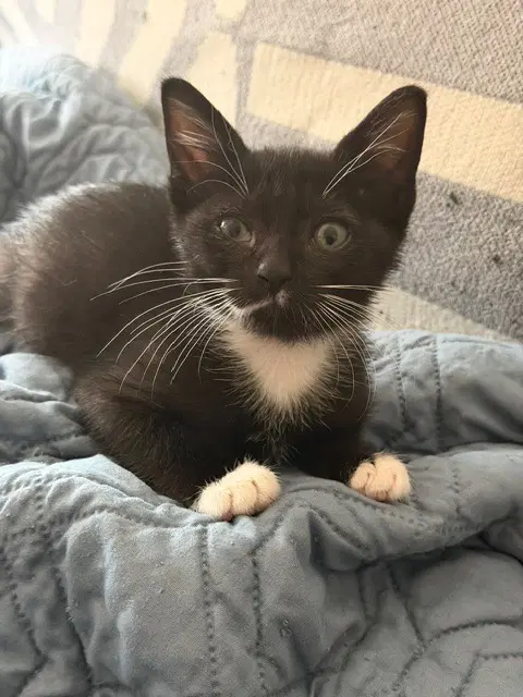 Yang - Domestic Short Hair