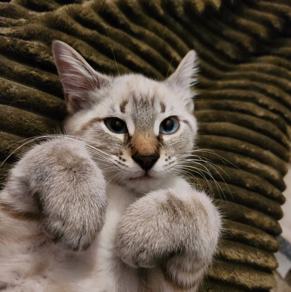 Casper - Domestic Short Hair
