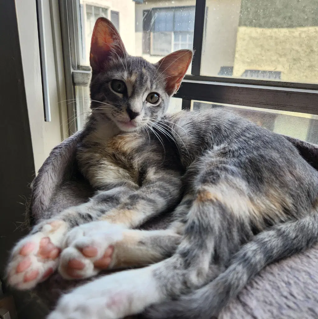 Coraline - Siamese
