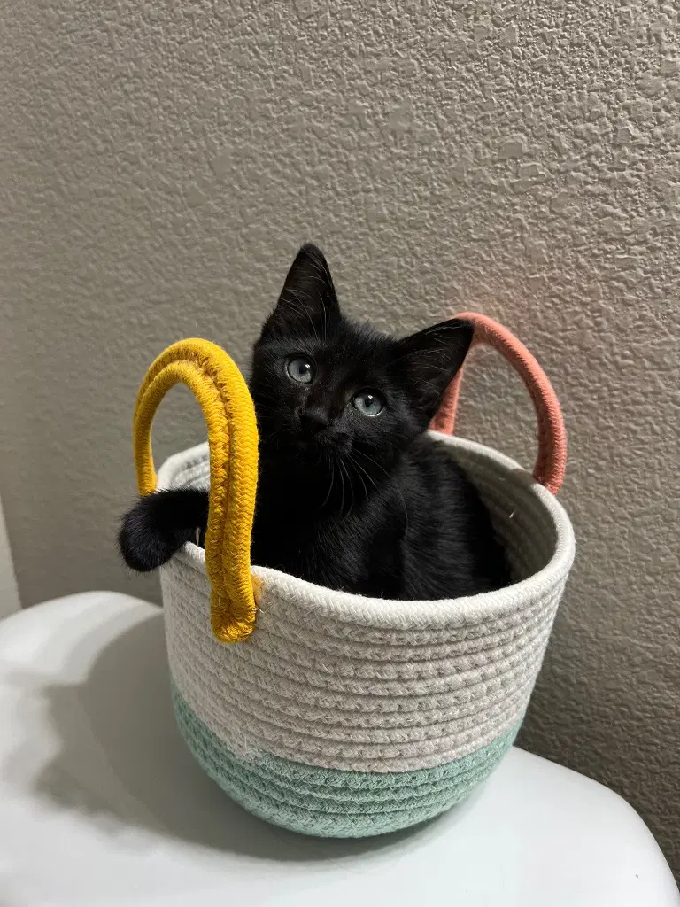 Boo - Domestic Short Hair