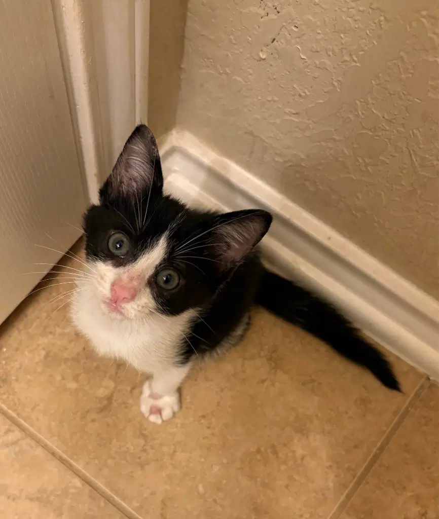 Monster Truck - Domestic Short Hair